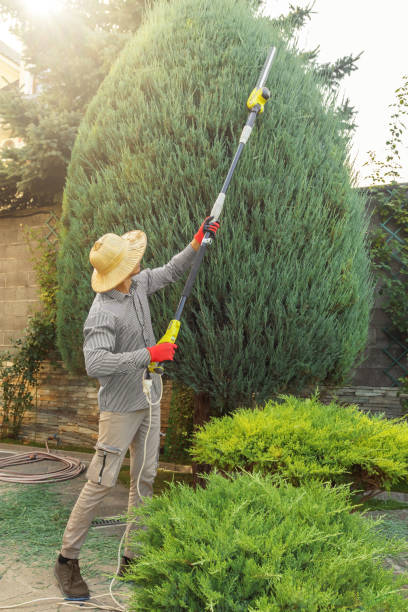 Tree Branch Trimming in Prince Frederick, MD